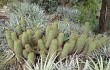 Preview photo Echinopsis huascha