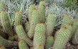 Anteprima di Echinopsis huascha