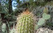 Preview photo Echinopsis huascha