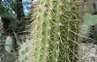 Preview photo Echinopsis huascha