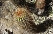 Anteprima di Echinopsis huascha