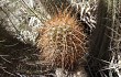 Preview photo Echinopsis huascha