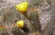 Preview photo Echinopsis huascha