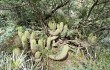 Preview photo Echinopsis huascha