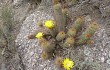 Anteprima di Echinopsis huascha