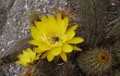 Preview photo Echinopsis huascha