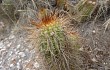 Anteprima di Echinopsis huascha