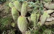 Preview photo Echinopsis huascha