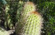 Vista previa de Echinopsis huascha