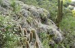 Vista previa de Echinopsis huascha