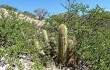 Preview photo Echinopsis huascha