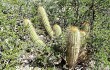 Preview photo Echinopsis huascha