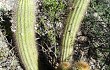 Anteprima di Echinopsis huascha