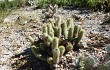 Anteprima di Echinopsis huascha