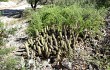 Anteprima di Echinopsis huascha