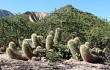 Anteprima di Echinopsis huascha