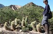 Vista previa de Echinopsis huascha