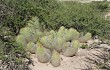 Anteprima di Echinopsis huascha