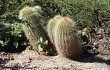 Vista previa de Echinopsis huascha