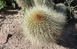 Anteprima di Echinopsis huascha