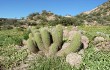 Anteprima di Echinopsis huascha