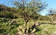 Anteprima di Echinopsis huascha