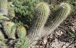 Preview photo Echinopsis huascha