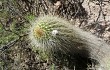 Anteprima di Echinopsis huascha