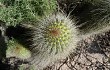 Vista previa de Echinopsis huascha