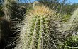 Anteprima di Echinopsis huascha