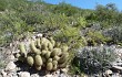 Preview photo Echinopsis huascha