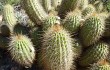 Preview photo Echinopsis huascha