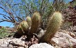 Preview photo Echinopsis huascha