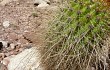 Preview photo Echinopsis huascha