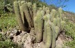 Preview photo Echinopsis huascha