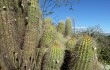 Anteprima di Echinopsis huascha