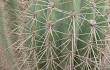 Preview photo Echinopsis huascha