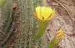 Anteprima di Echinopsis huascha