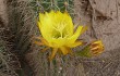 Anteprima di Echinopsis huascha