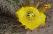 Vista previa de Echinopsis huascha