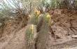 Vista previa de Echinopsis huascha