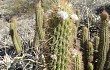 Vista previa de Echinopsis huascha