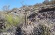 Anteprima di Echinopsis huascha