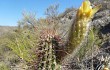 Anteprima di Echinopsis huascha