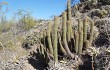 Preview photo Echinopsis huascha