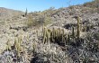 Preview photo Echinopsis huascha