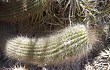 Anteprima di Echinopsis huascha