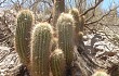 Anteprima di Echinopsis huascha