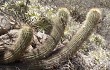 Anteprima di Echinopsis huascha