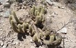 Anteprima di Echinopsis huascha